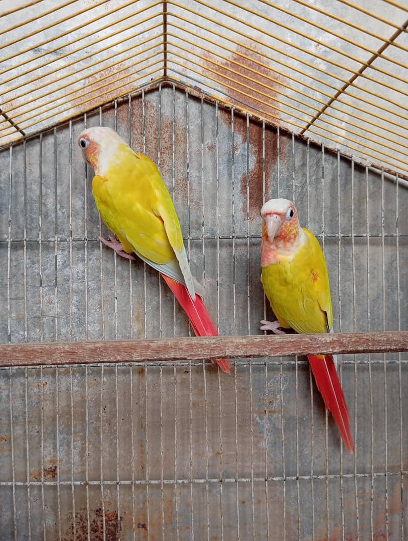 Sun Cheek Conure 3