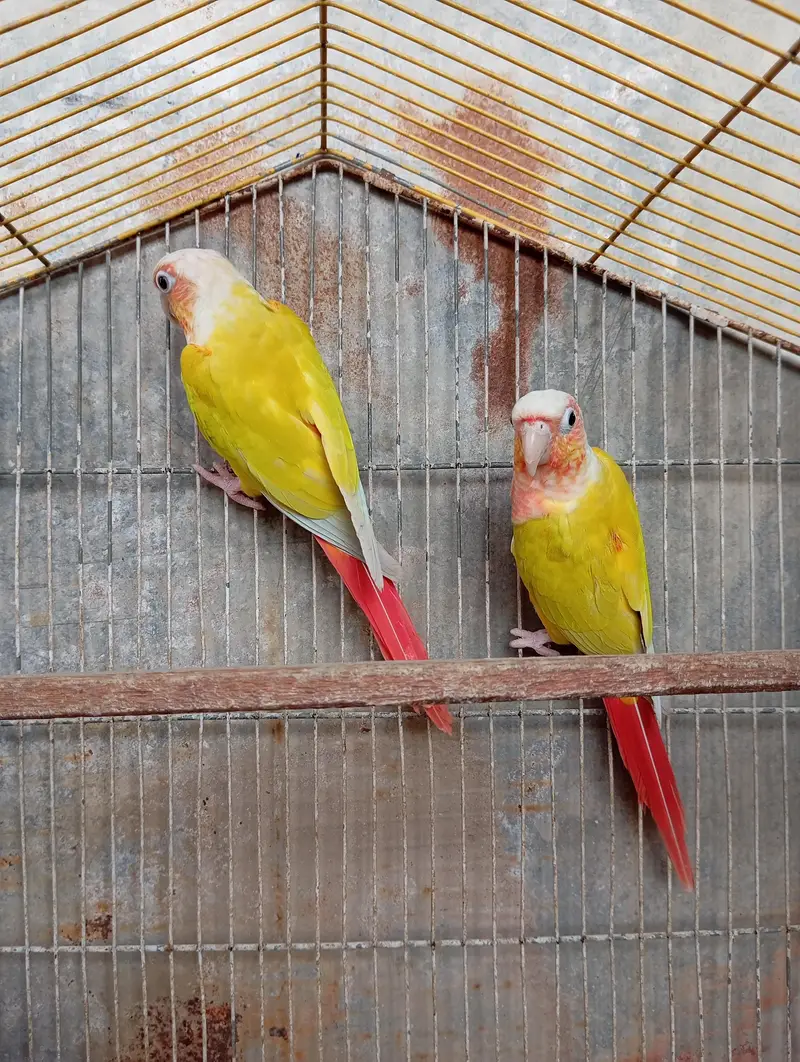 Sun Cheek Conure — photo 4