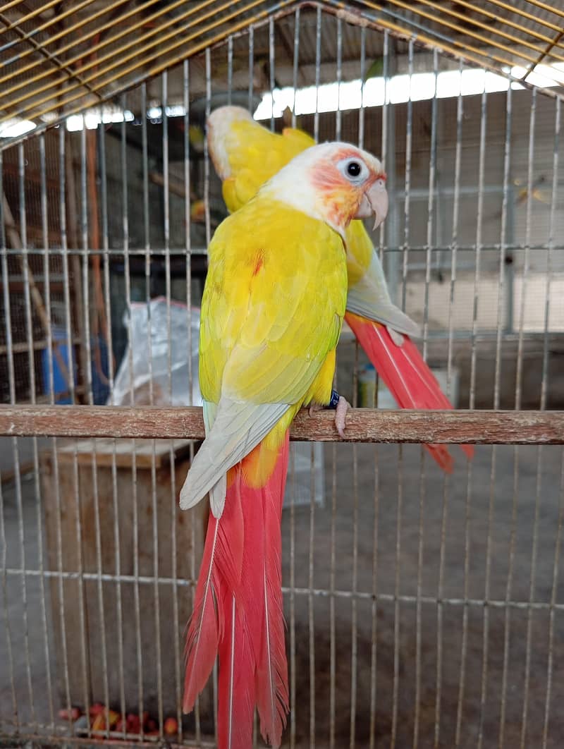 Sun Cheek Conure 4