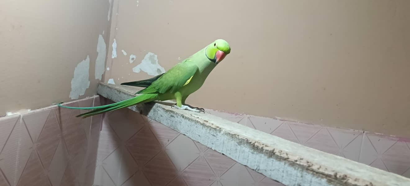 بولنے والا جوڑا انڈے بچے کرنے والا جوڑا 1