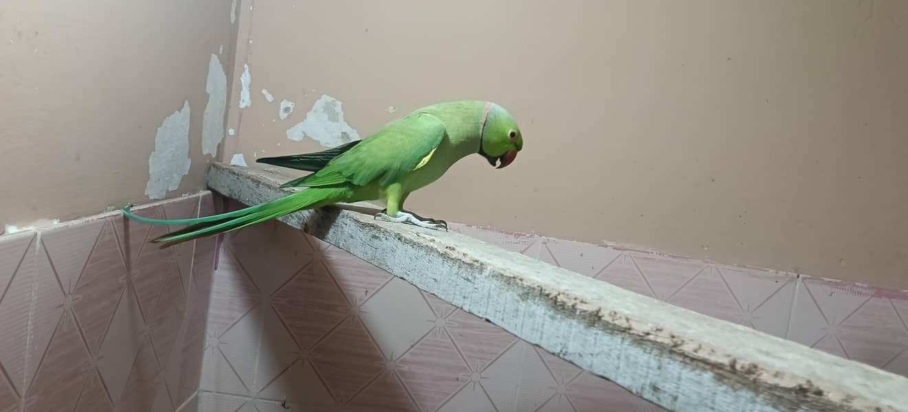 بولنے والا جوڑا انڈے بچے کرنے والا جوڑا 2