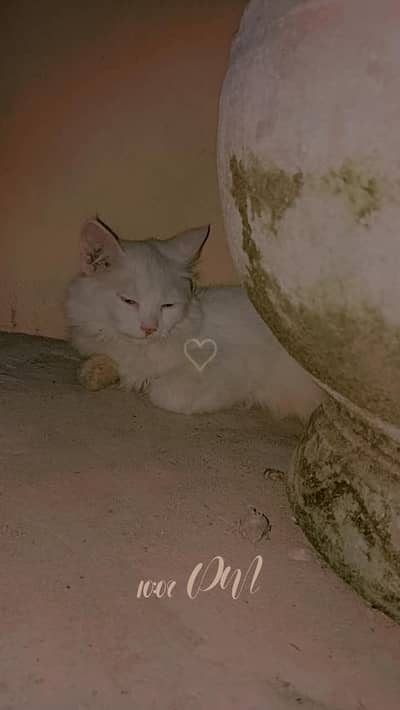 persian blue eyes cats vaccinated