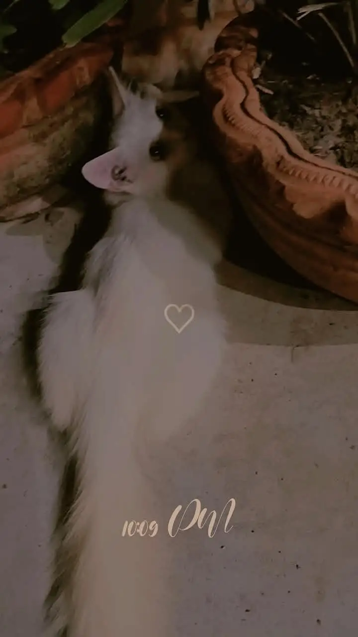 persian blue eyes cats vaccinated — photo 2