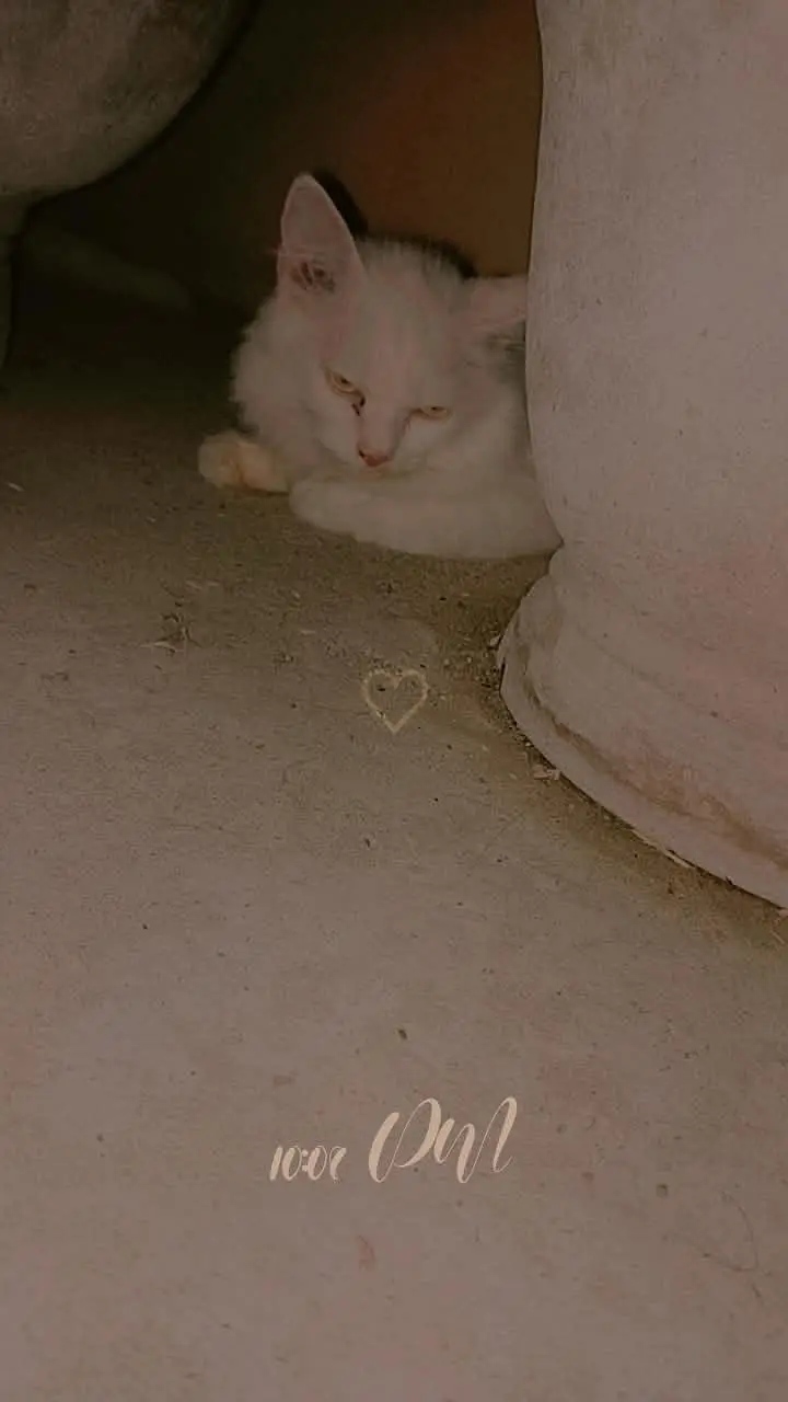 persian blue eyes cats vaccinated — photo 3