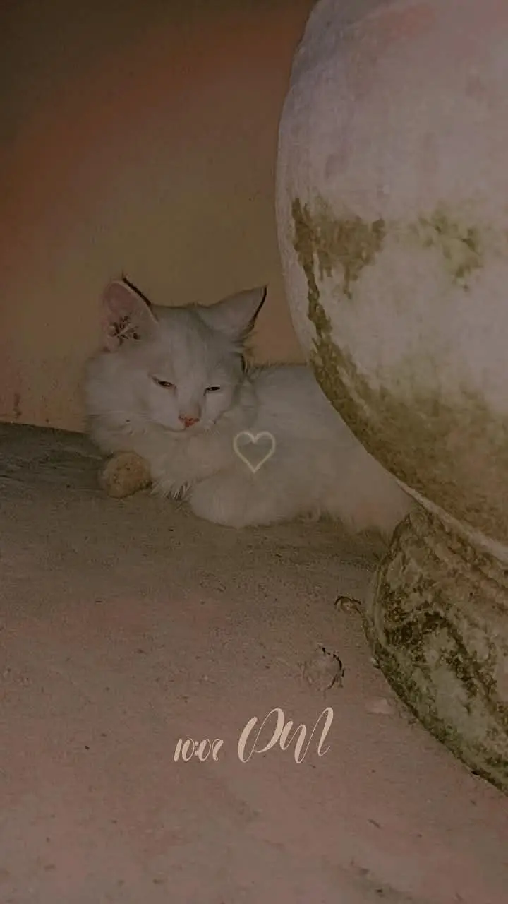 persian blue eyes cats vaccinated — photo 4