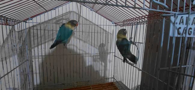parrots for sale