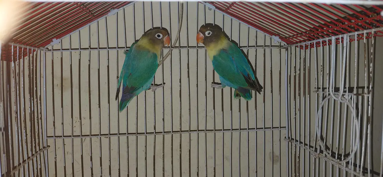 parrots for sale — photo 2