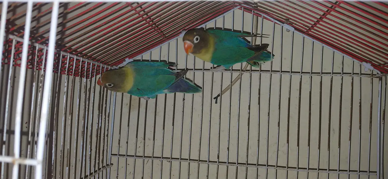 parrots for sale — photo 3