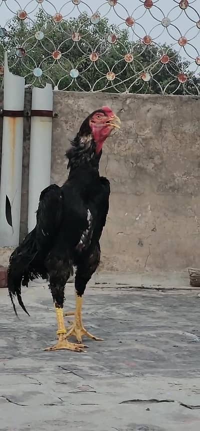 Pure Shamo Birds for Sale – Tall, Strong & Healthy