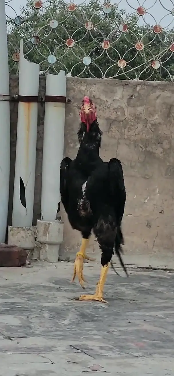 Pure Shamo Birds for Sale – Tall, Strong & Healthy — photo 3