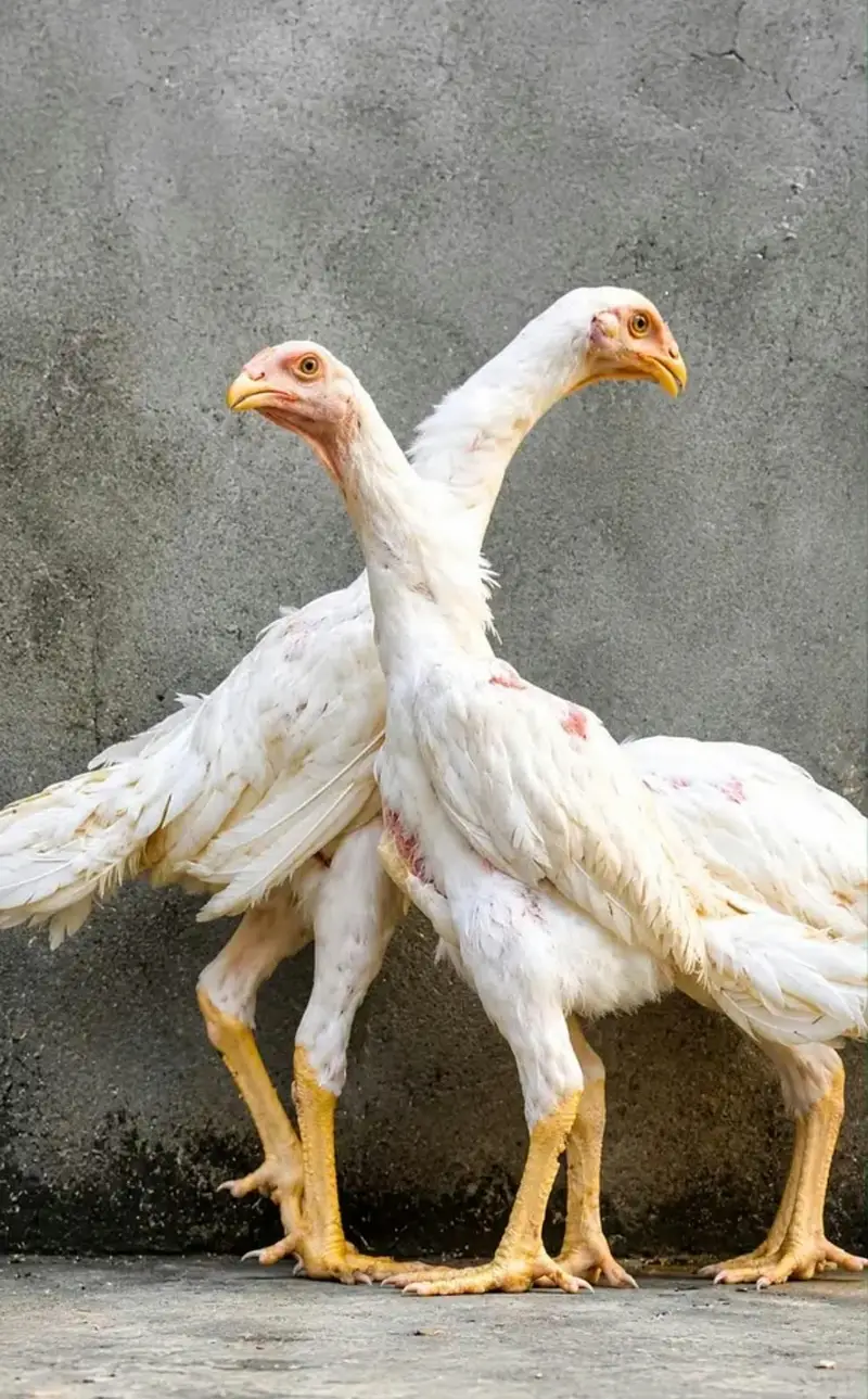 Pure Shamo Birds for Sale – Tall, Strong & Healthy — photo 5