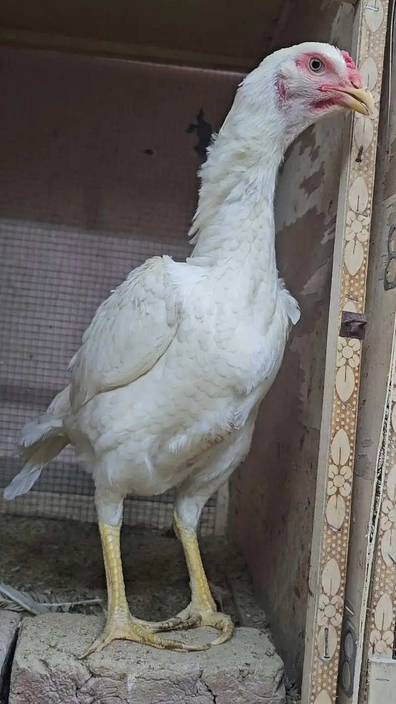 Pure Shamo Birds for Sale – Tall, Strong & Healthy — photo 6