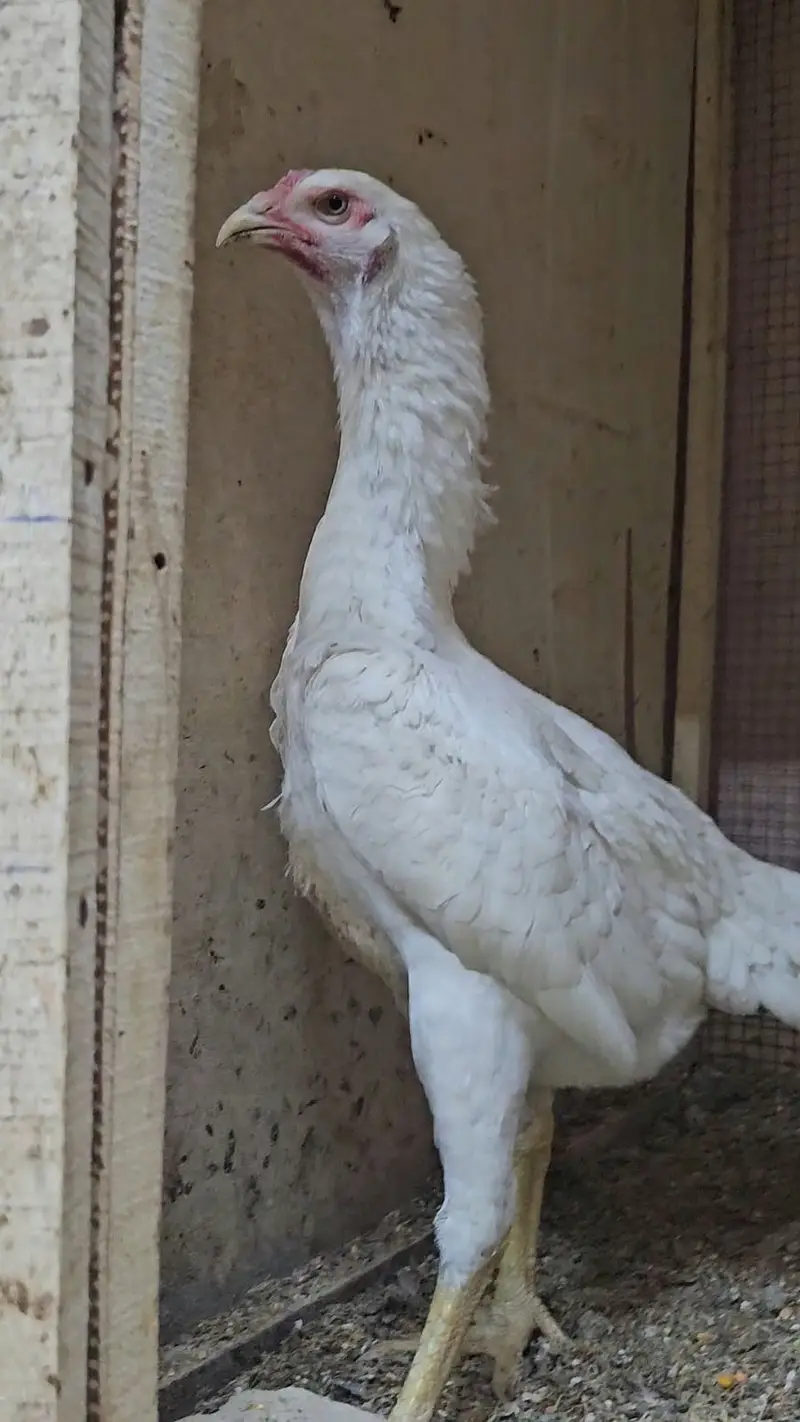 Pure Shamo Birds for Sale – Tall, Strong & Healthy — photo 7