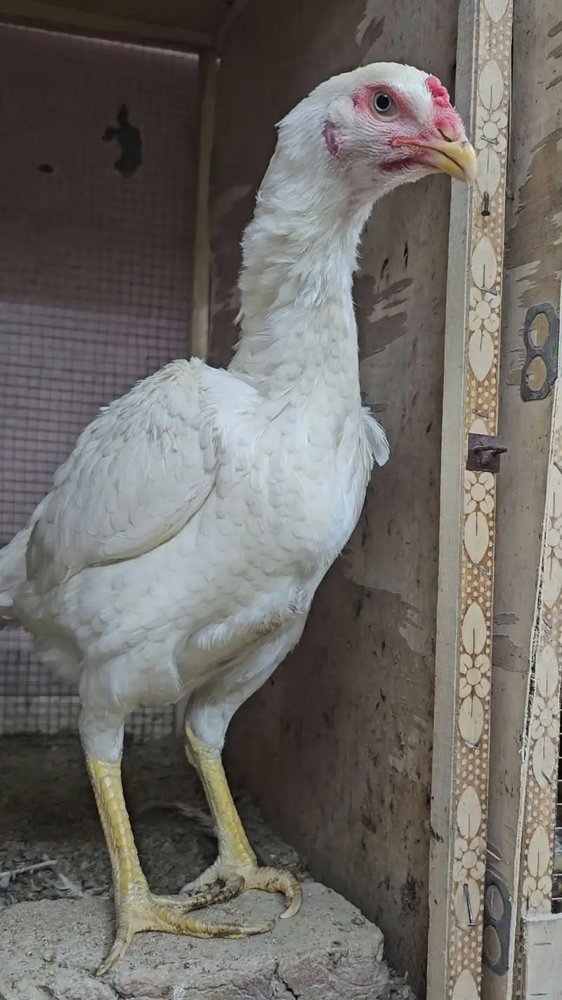 Pure Shamo Birds for Sale – Tall, Strong & Healthy — photo 8