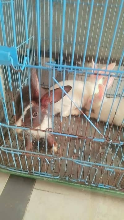 3 healthy rabbit for sale