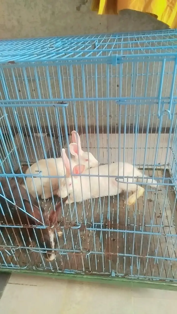 3 healthy rabbit for sale — photo 2