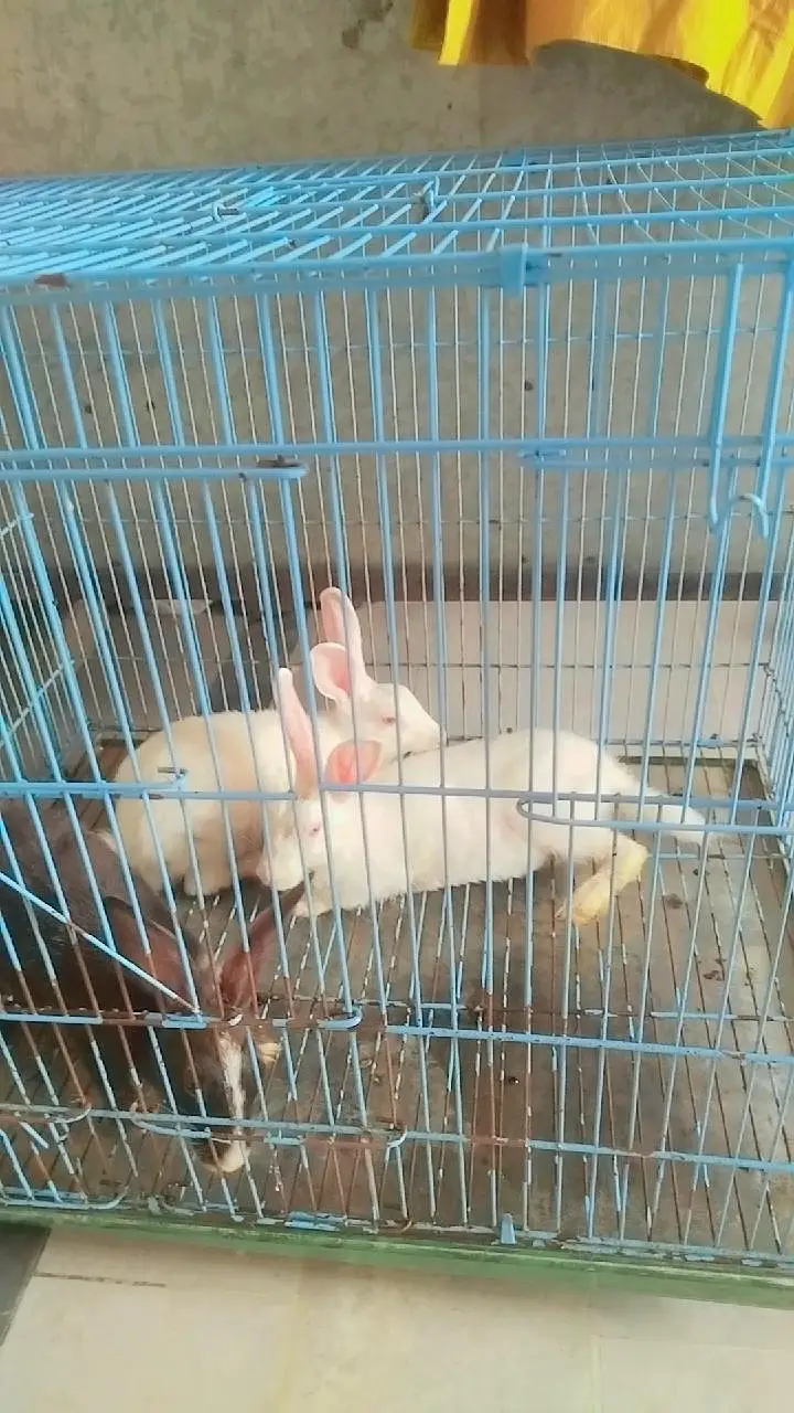 3 healthy rabbit for sale — photo 3