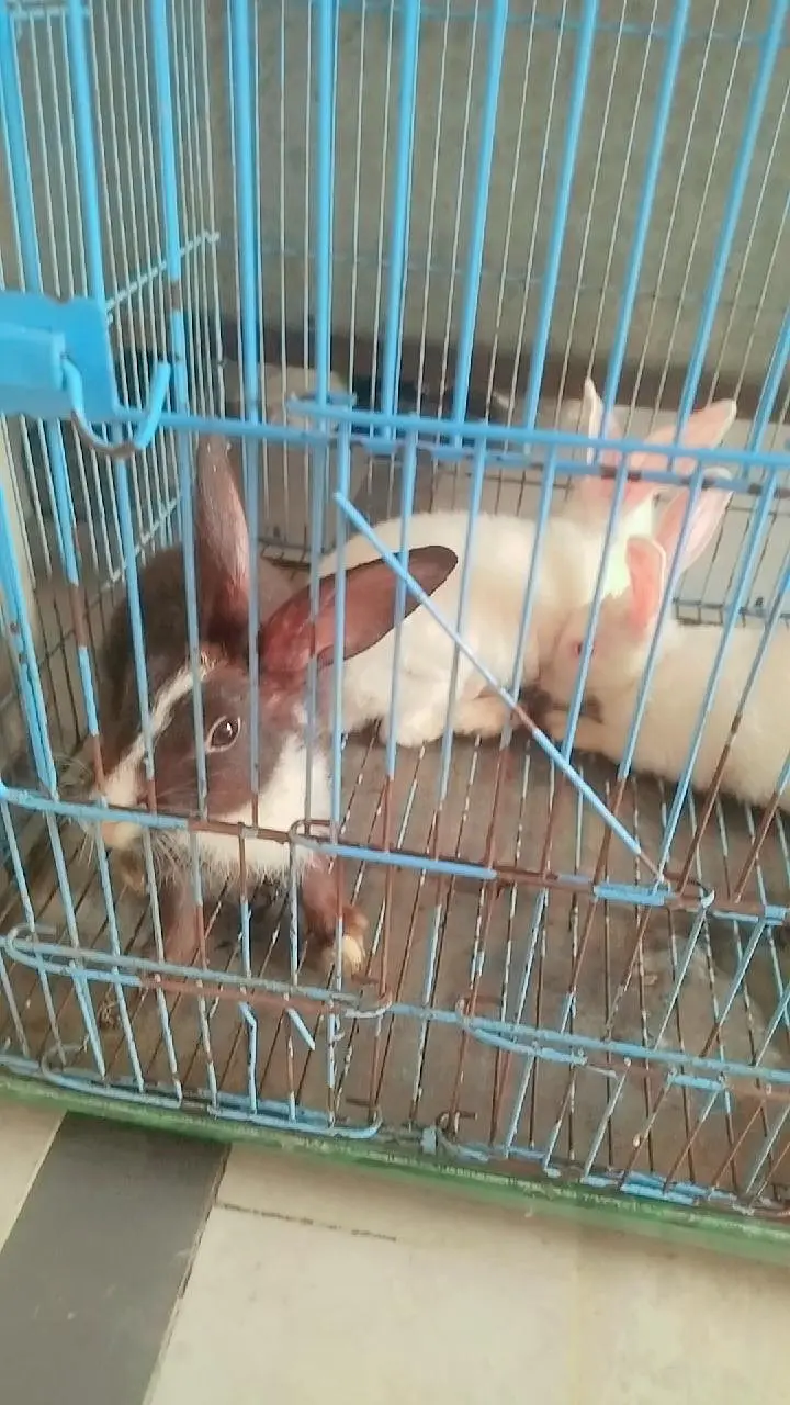 3 healthy rabbit for sale — photo 4