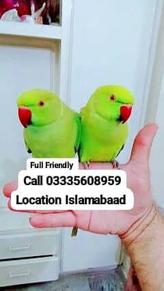 Single 6,000 Hand Tamed Green Ring Neck Parrots Male/Female