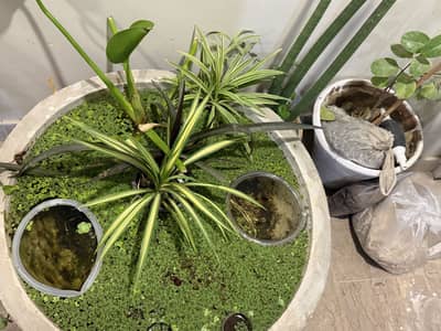 Floating plant