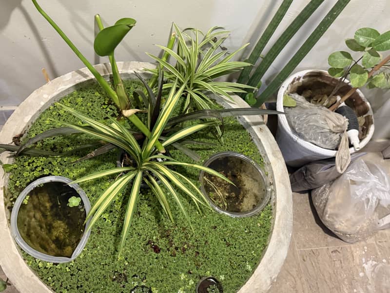 Floating plant 0