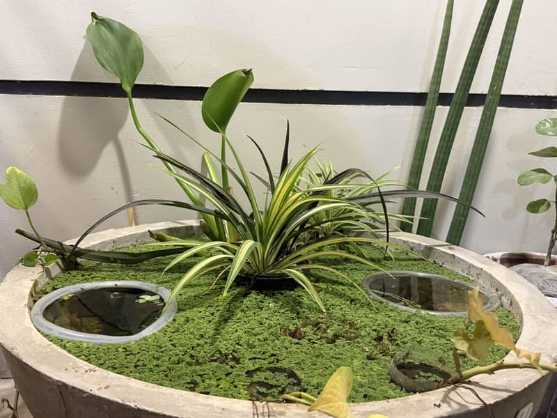 Floating plant 1