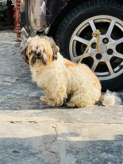 Shitzu Male for sale