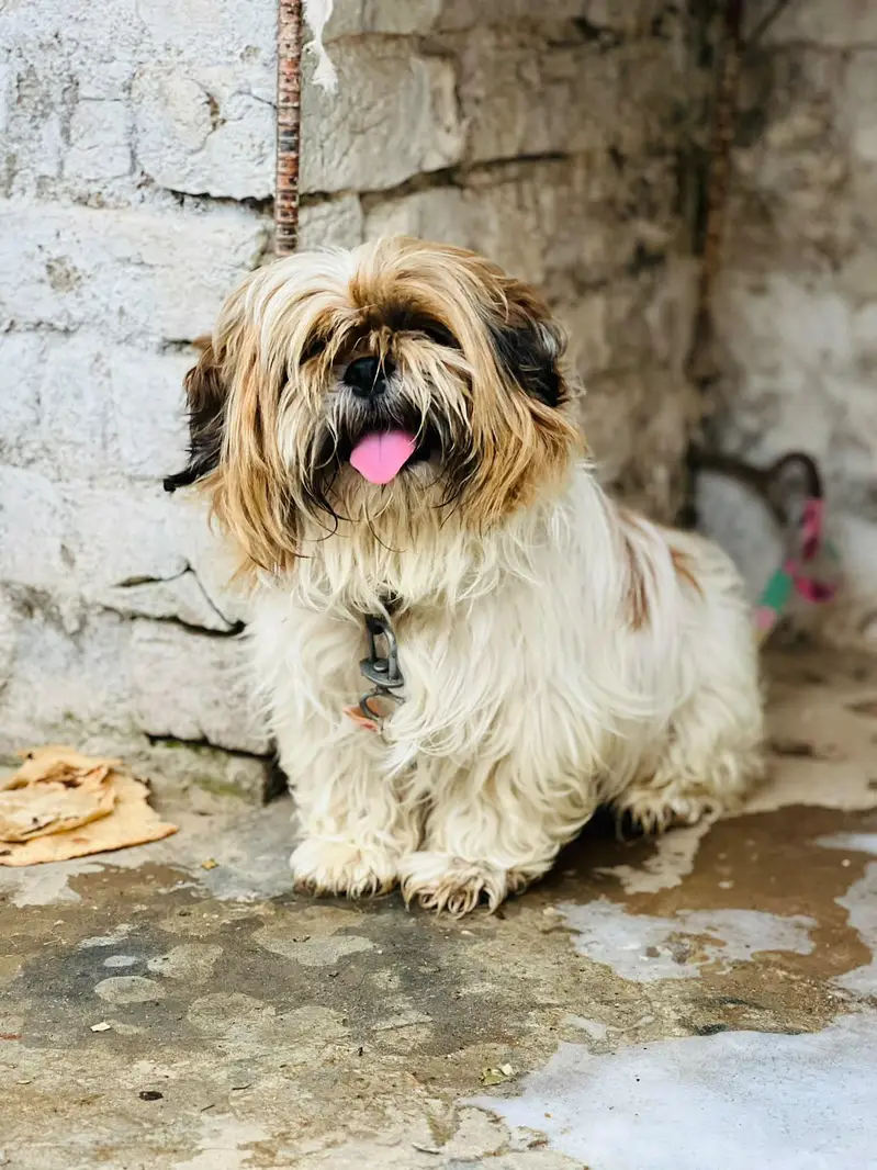 Shitzu Male for sale — photo 2