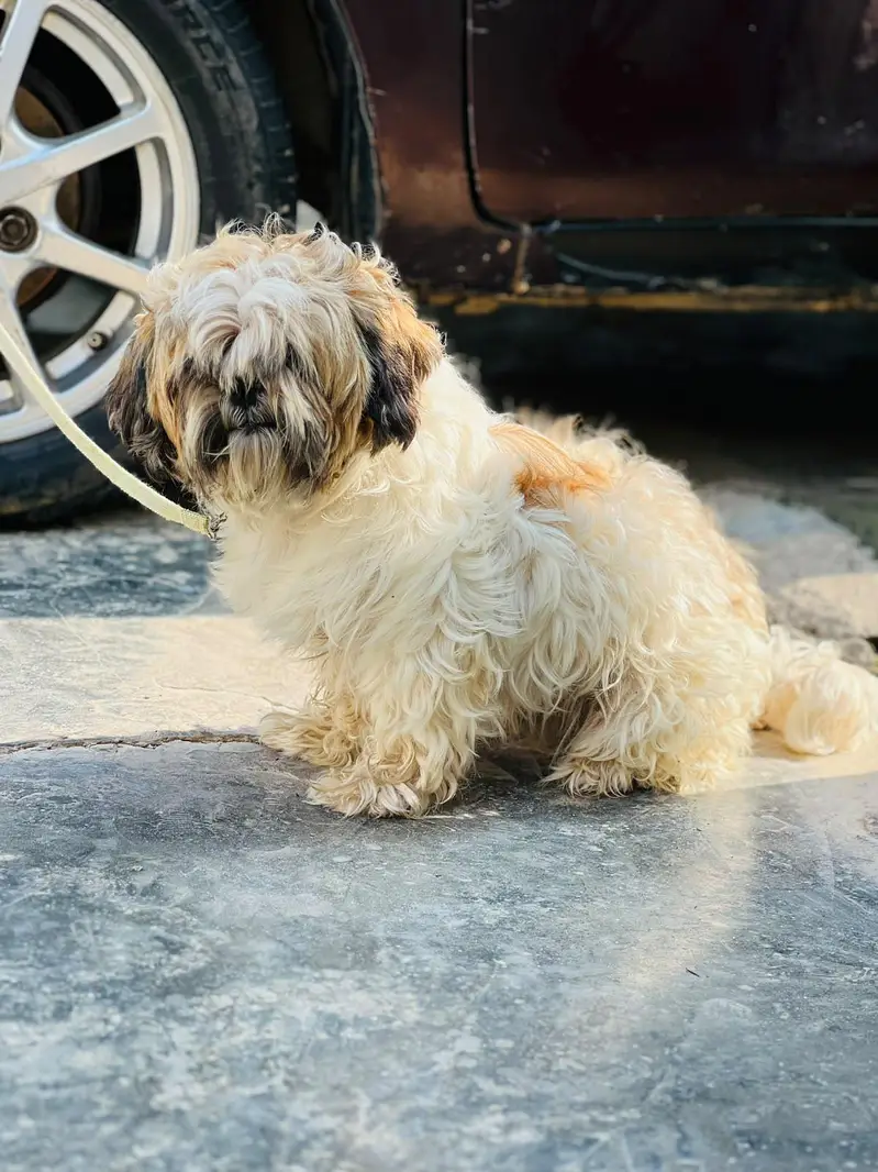 Shitzu Male for sale — photo 3