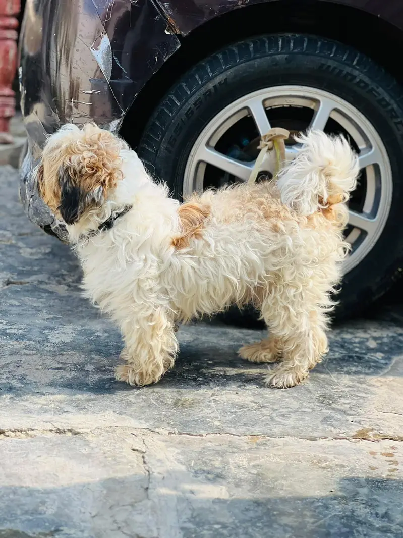 Shitzu Male for sale — photo 4