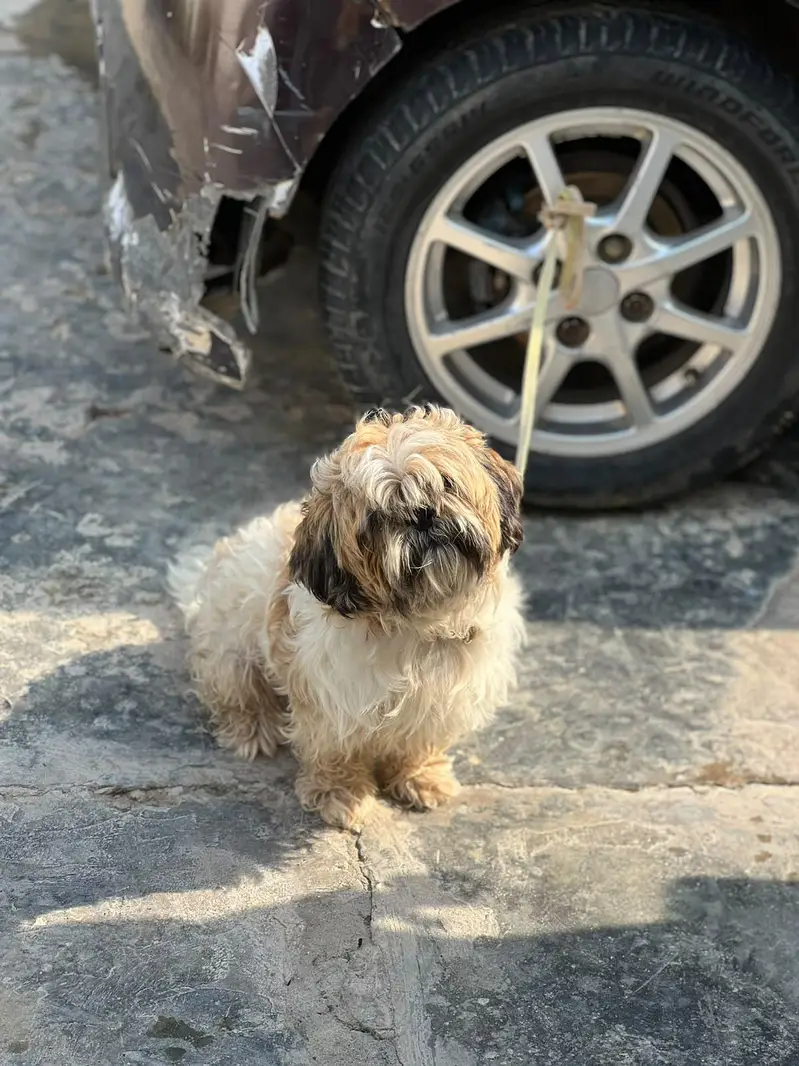 Shitzu Male for sale — photo 5