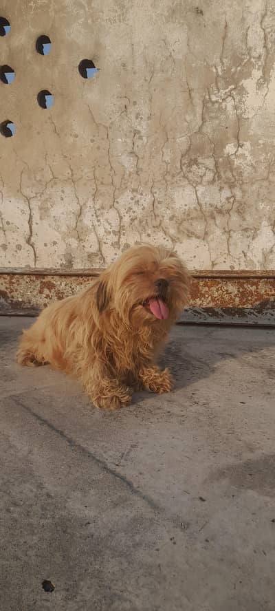Her name is Brownie