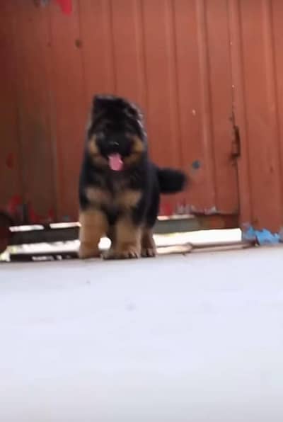 German Shepherd long coat puppies for sale  WhatsApp my 03469014953