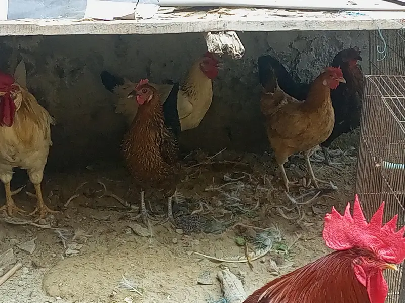 egg lying murghian or murghy — photo 5