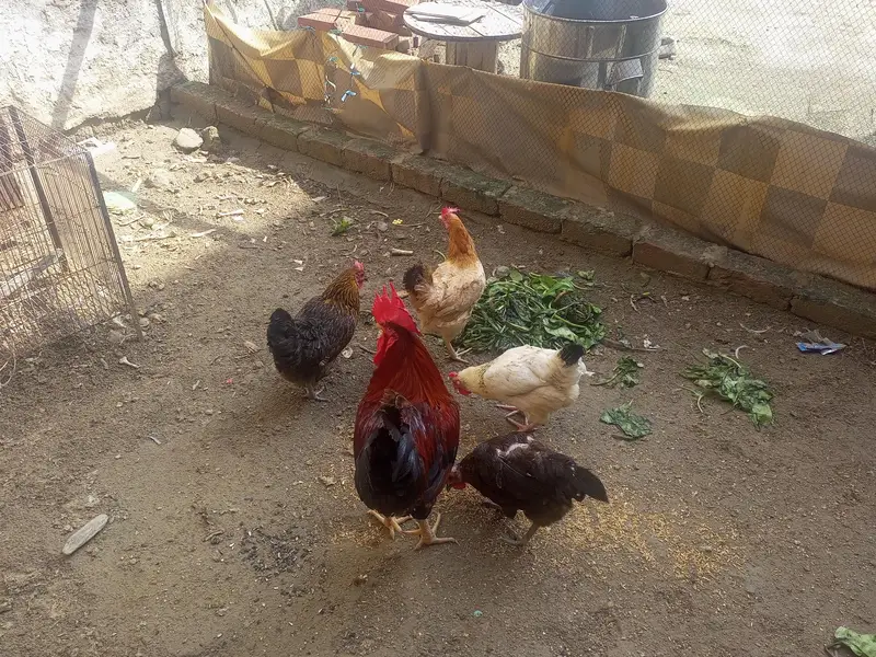 egg lying murghian or murghy — photo 6