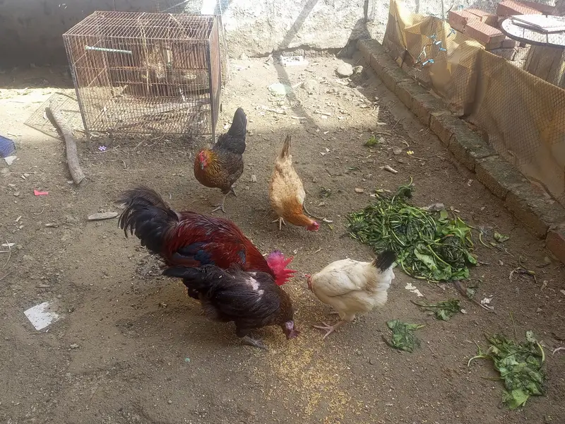 egg lying murghian or murghy — photo 7