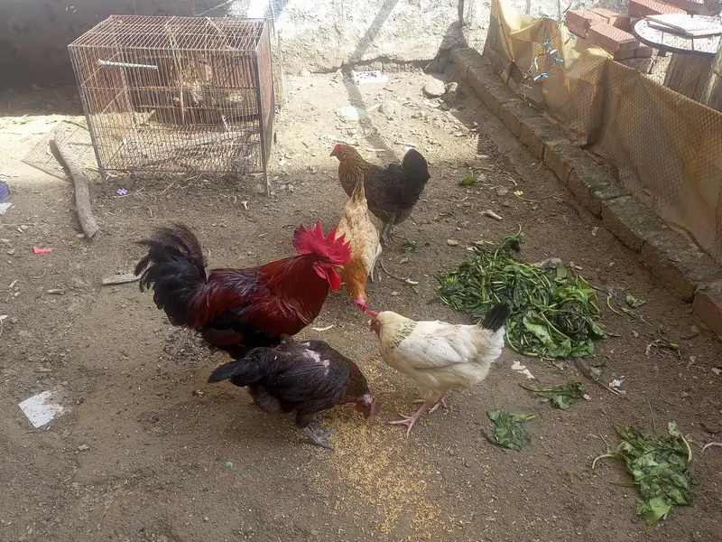 egg lying murghian or murghy — photo 8