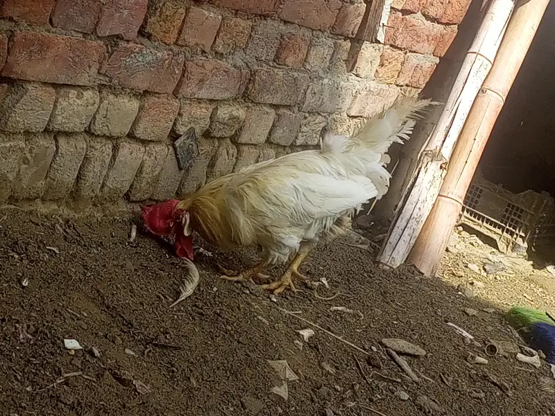 egg lying murghian or murghy — photo 10