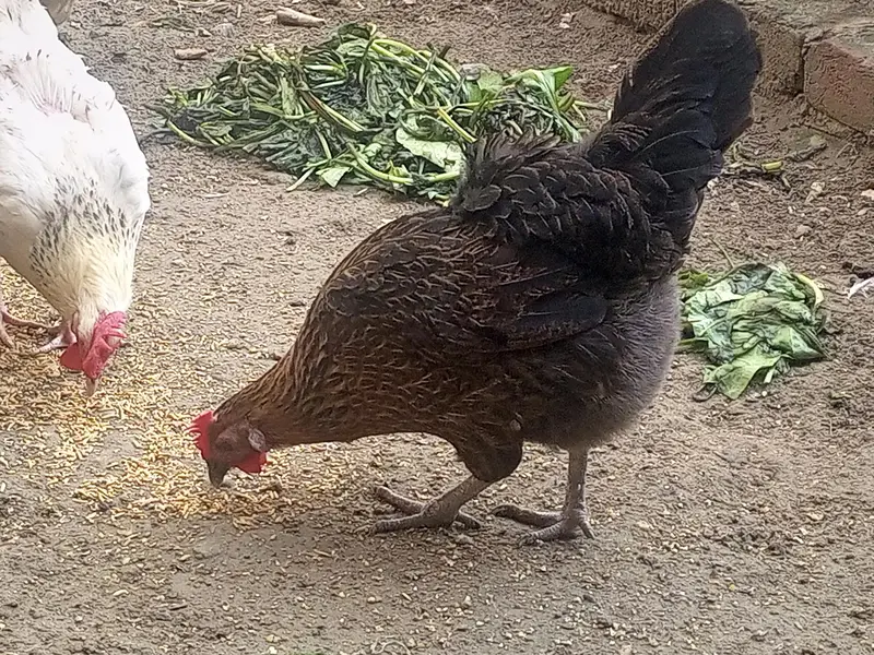 egg lying murghian or murghy — photo 11