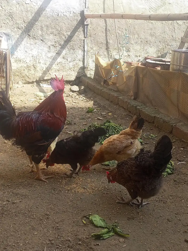 egg lying murghian or murghy — photo 12