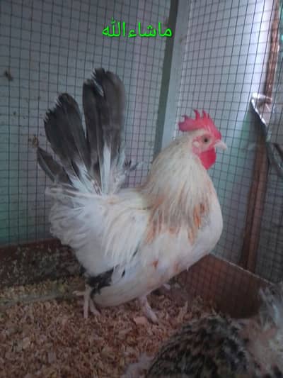 Fancy Cock / Breader Male