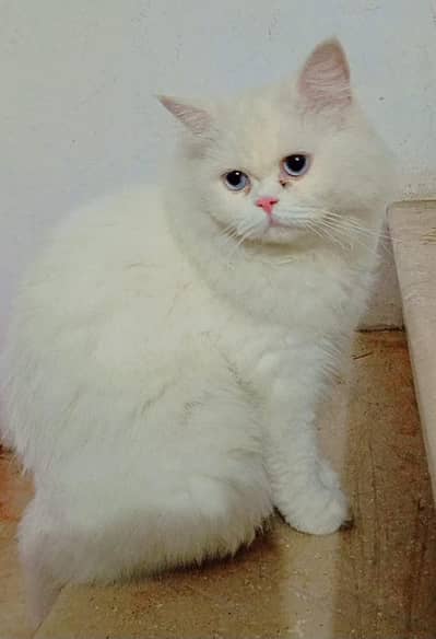 Beautiful Persian Cat Pair (2 Months Old)