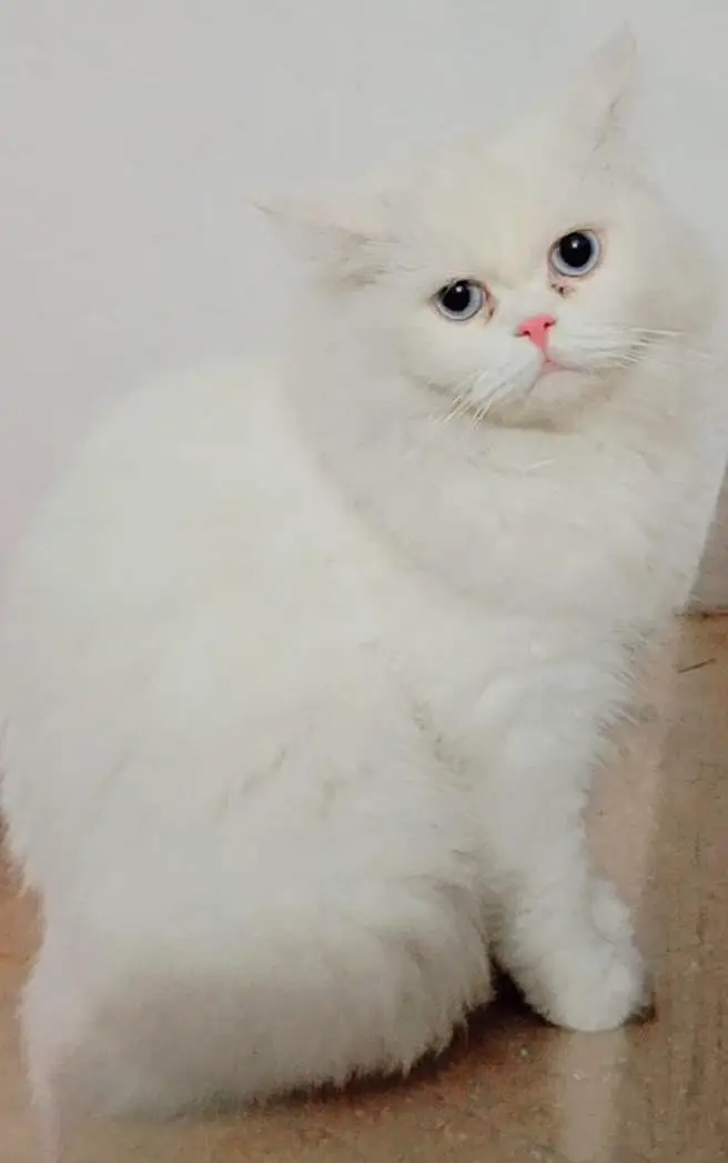 Beautiful Persian Cat Pair (2 Months Old) — photo 2