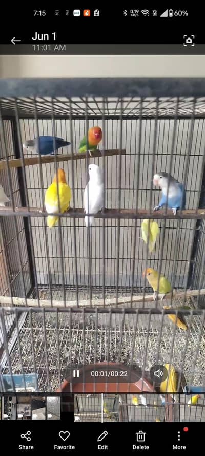 3 breeder pairs and 2 adult females for sale