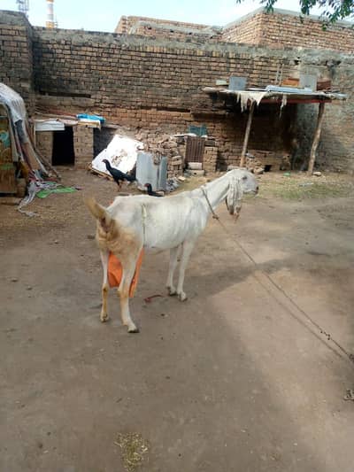 Rajanpuri Bakri For sale