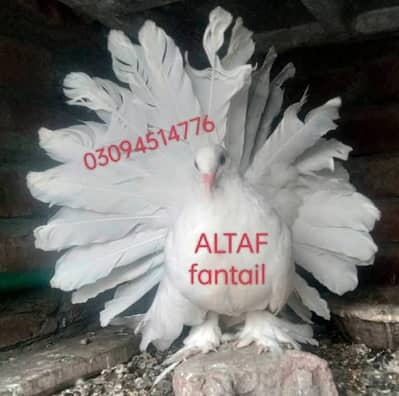 American fantails pigeon