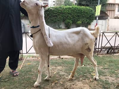 Gulabi barki