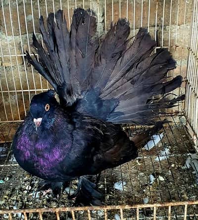 indian/American faintail pigeons pair