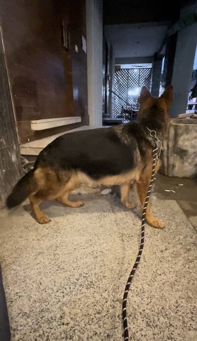 Show quality breeding female for sale