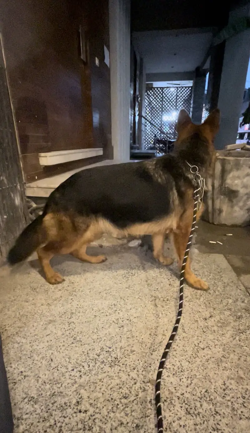 Show quality breeding female for sale